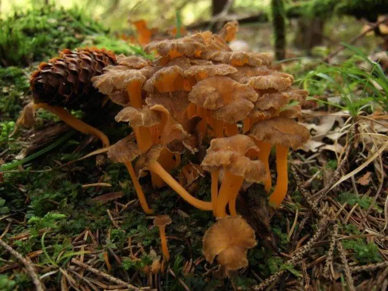 Chanterelles