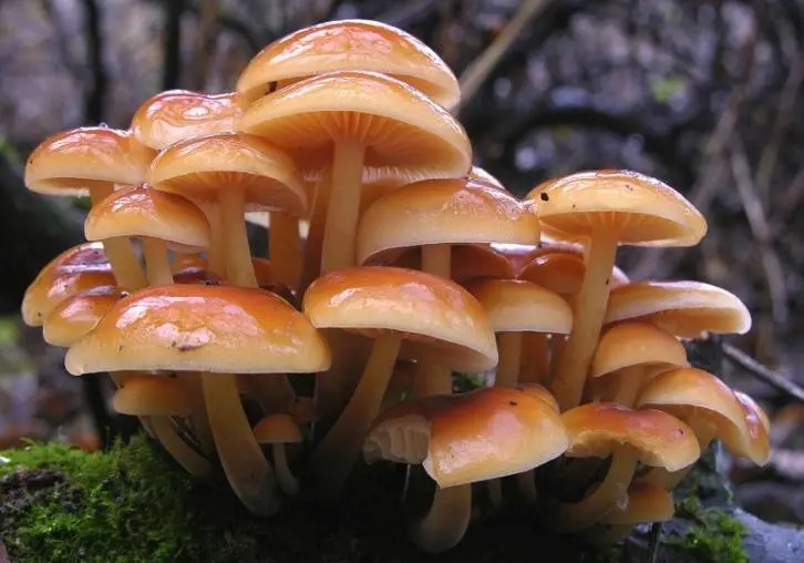 Honey mushroom