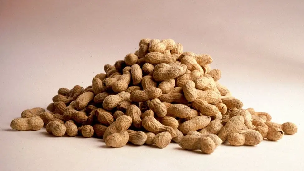 Peanuts &#8211; Description of the nut. Health benefits and harms