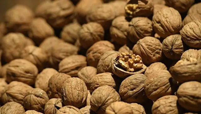 Walnuts &#8211; description of the nut. Health benefits and harms