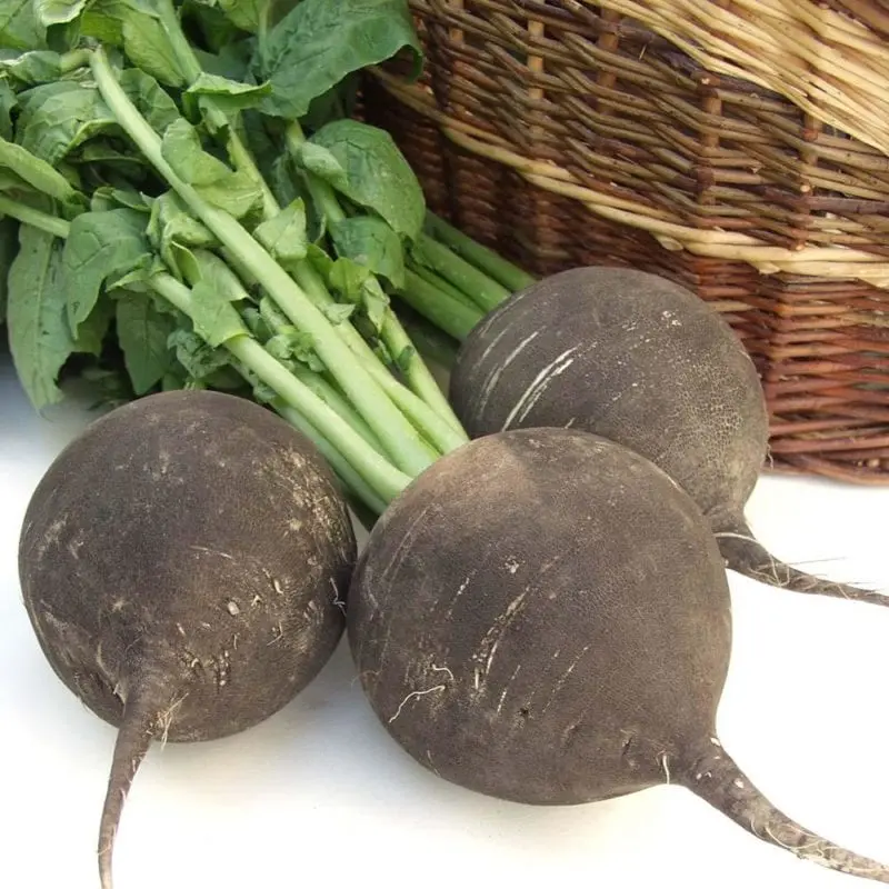 Black Radish &#8211; calorie content and chemical composition