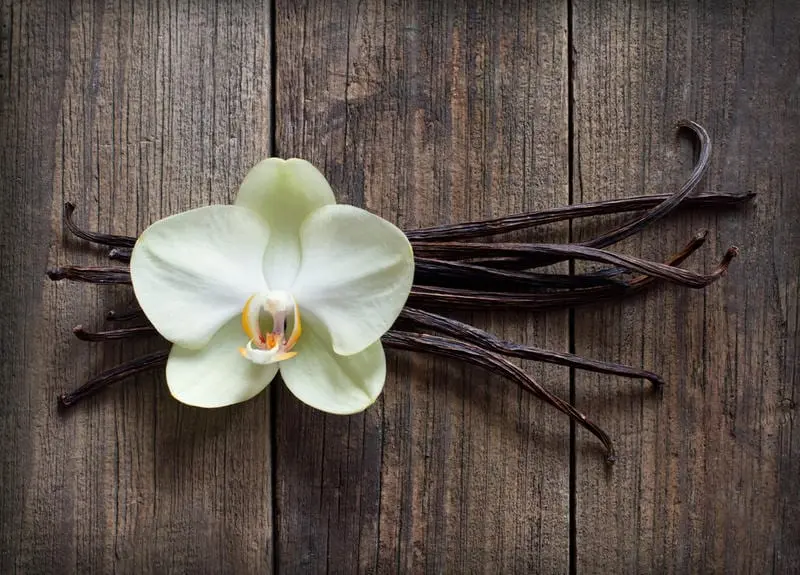 Vanilla &#8211; description of the spice. Health benefits and harms