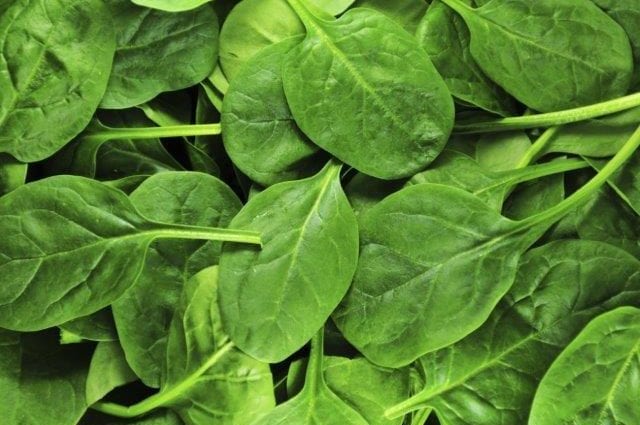 Spinach (greens) &#8211; calorie content and chemical composition