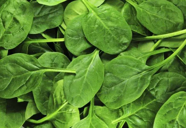 Spinach (greens) &#8211; calorie content and chemical composition