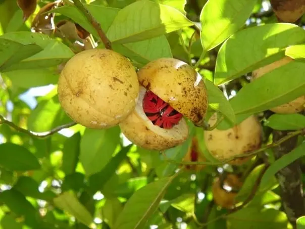 Nutmeg &#8211; description of the nut. Health benefits and harms