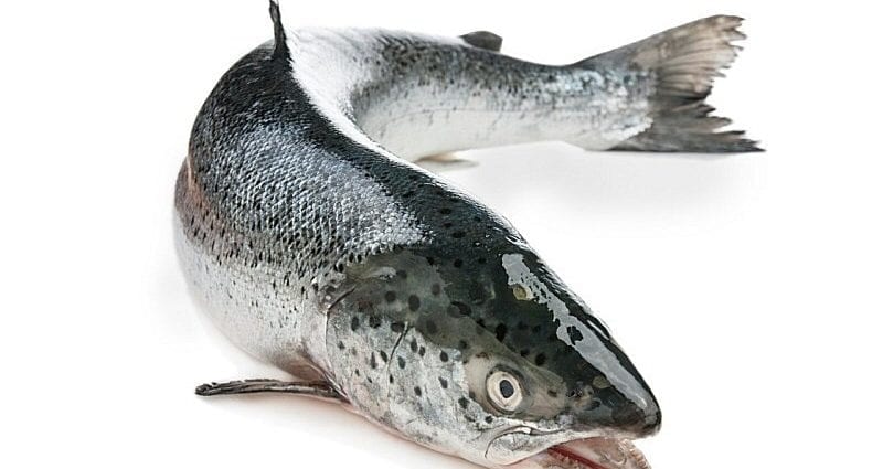 Salmon Atlantic - akoonu kalori ati akopọ kemikali