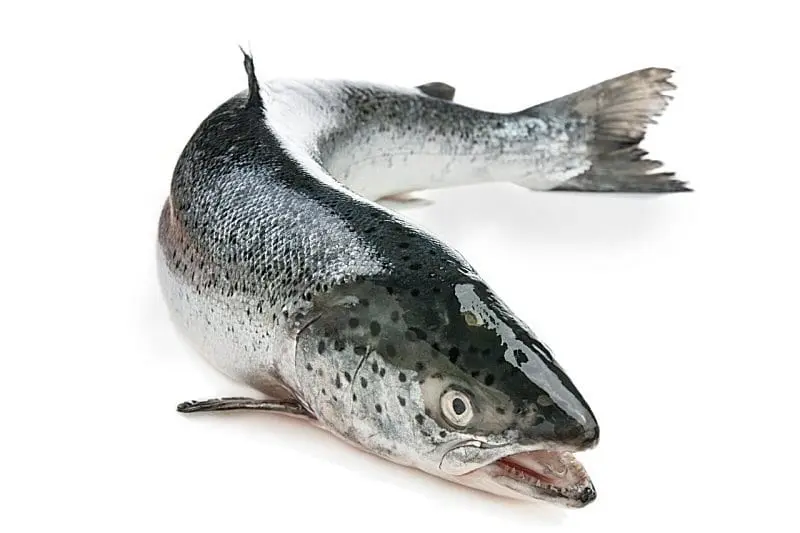 Atlantic Salmon &#8211; calorie content and chemical composition