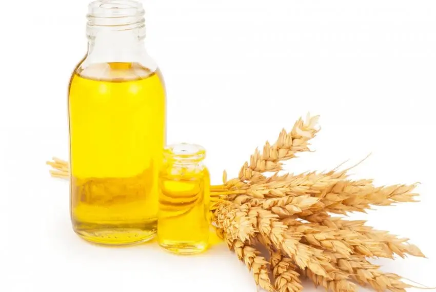 Wheat germ oil &#8211; description of the oil. Health benefits and harms