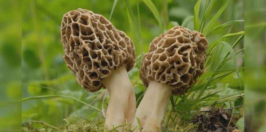 Morel Mushroom - ọdịnaya kalori na kemịkal