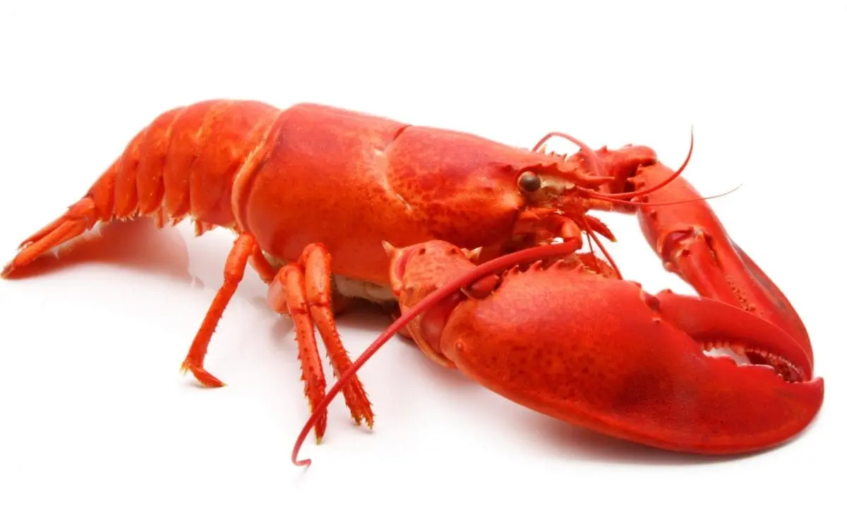 Crayfish &#8211; calorie content and chemical composition