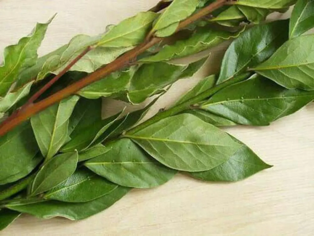 Bay leafs &#8211; a description of the spice. Health benefits and harms