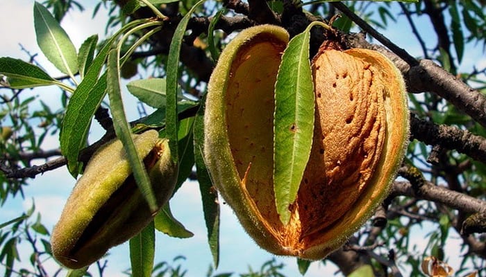 Almond &#8211; description of the nut. Health benefits and harms