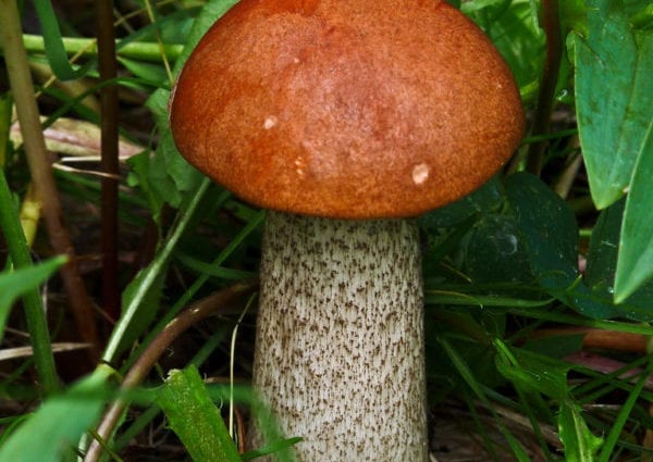 白杨蘑菇–卡路里含量和化学成分