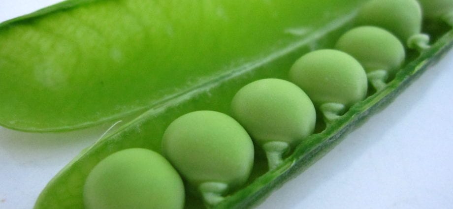 Peas (shelled) &#8211; calorie content and chemical composition