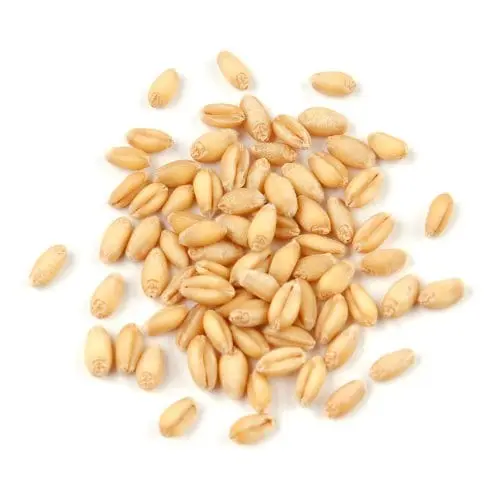 Wheat (grain, soft) &#8211; calorie content and chemical composition