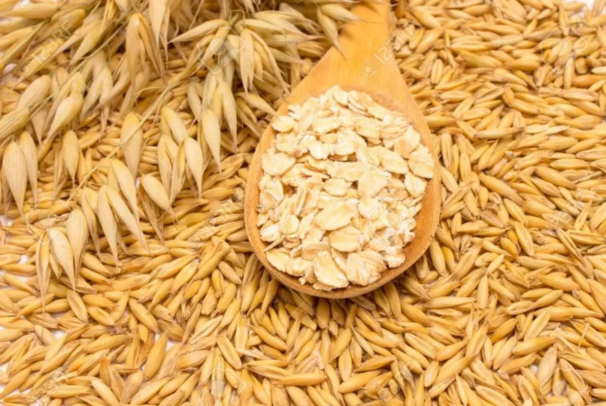 Oat (grain) &#8211; calorie content and chemical composition