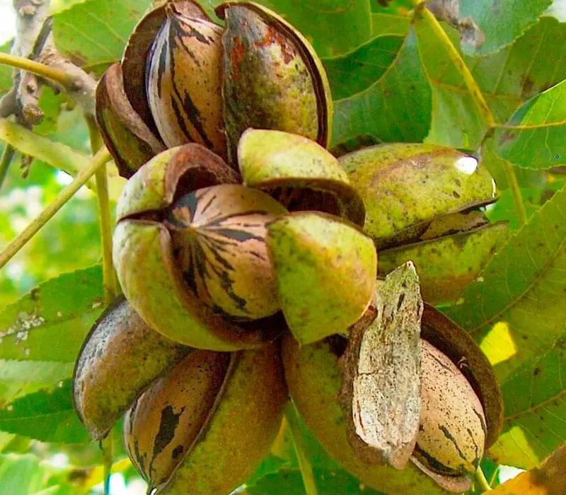 Pecan &#8211; description of the nut. Health benefits and harms