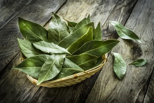 Bay leafs &#8211; a description of the spice. Health benefits and harms