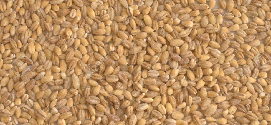 Peeled barley &#8211; calorie content and chemical composition