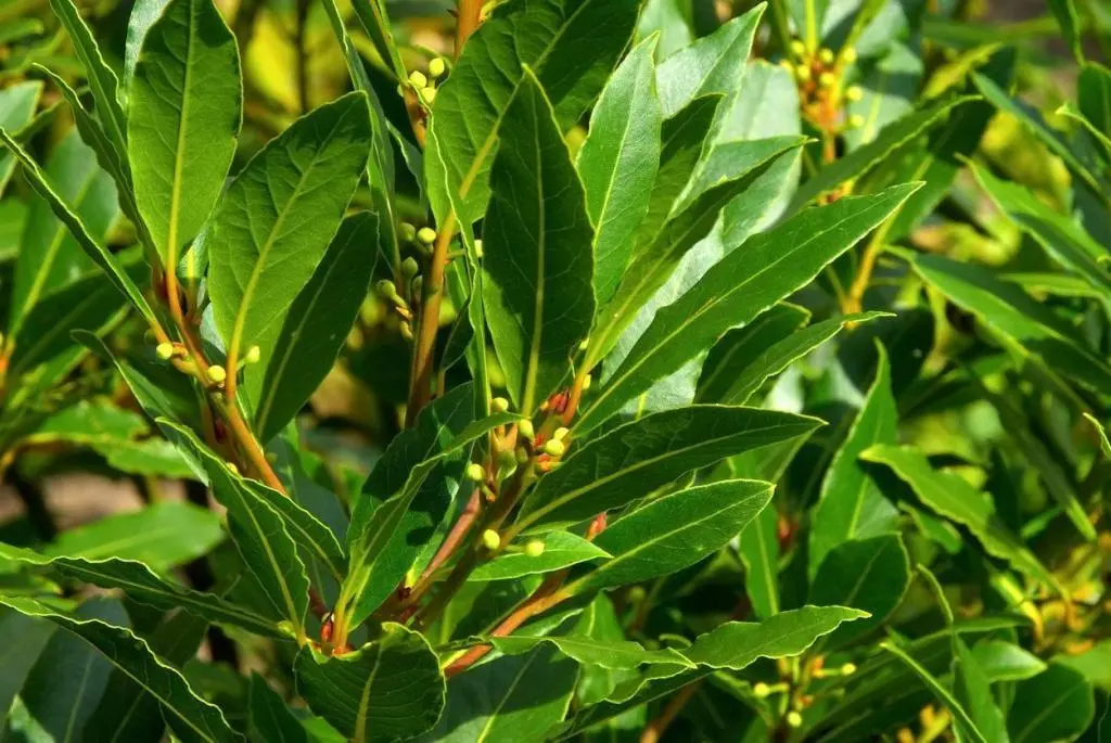 Bay leafs &#8211; a description of the spice. Health benefits and harms