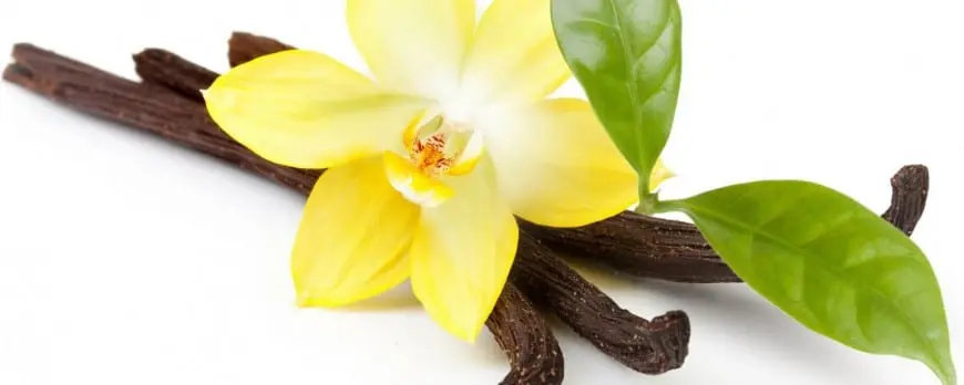 Vanilla &#8211; description of the spice. Health benefits and harms