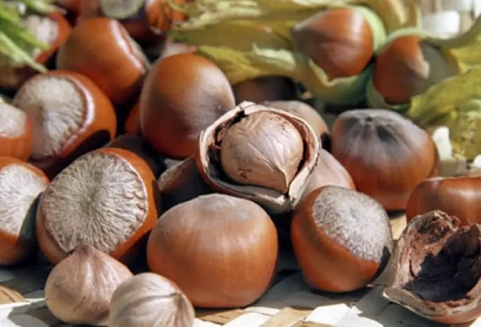 Hazelnut &#8211; a description of the nut. Health benefits and harms