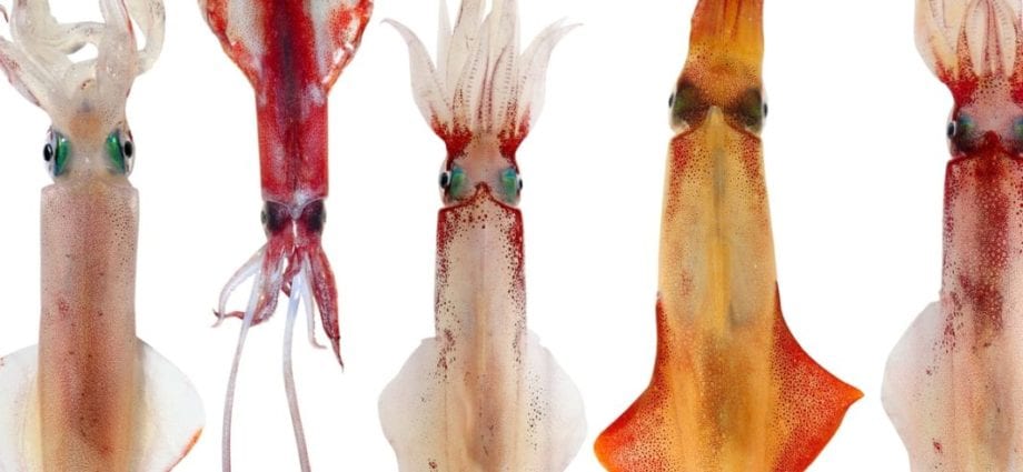 魷魚–熱值和化學成分