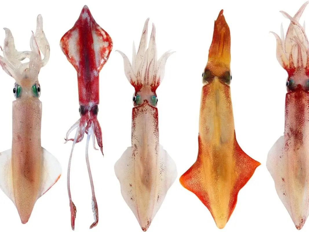 Squid &#8211; calorific value and chemical composition