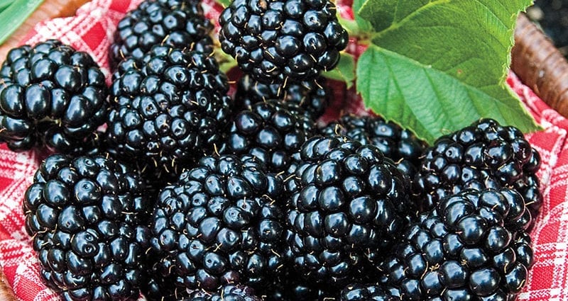 Blackberry - caloriegehalte en chemische samenstelling