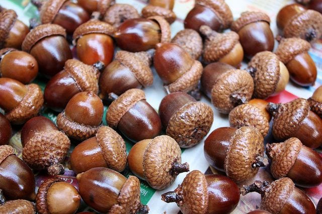 Dried Acorns &#8211; calorie content and chemical composition