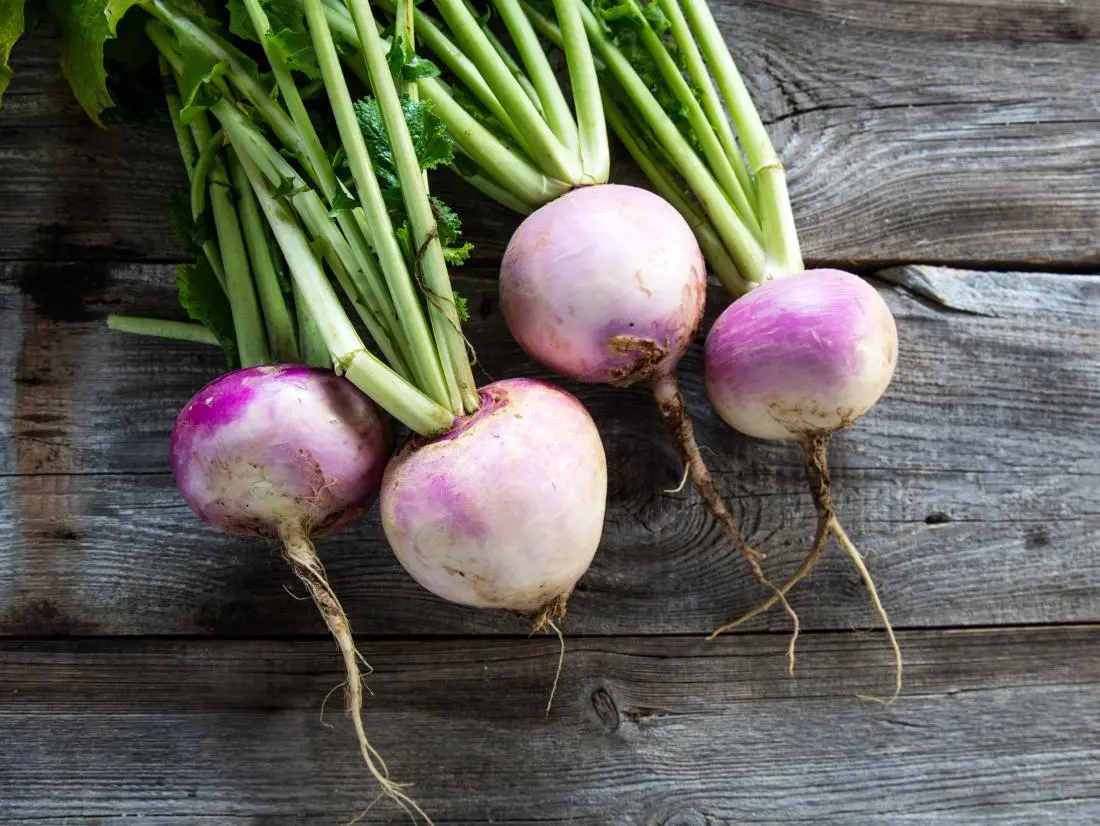 Turnip &#8211; the calorie and chemical composition