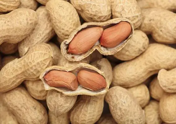 Peanuts &#8211; Description of the nut. Health benefits and harms