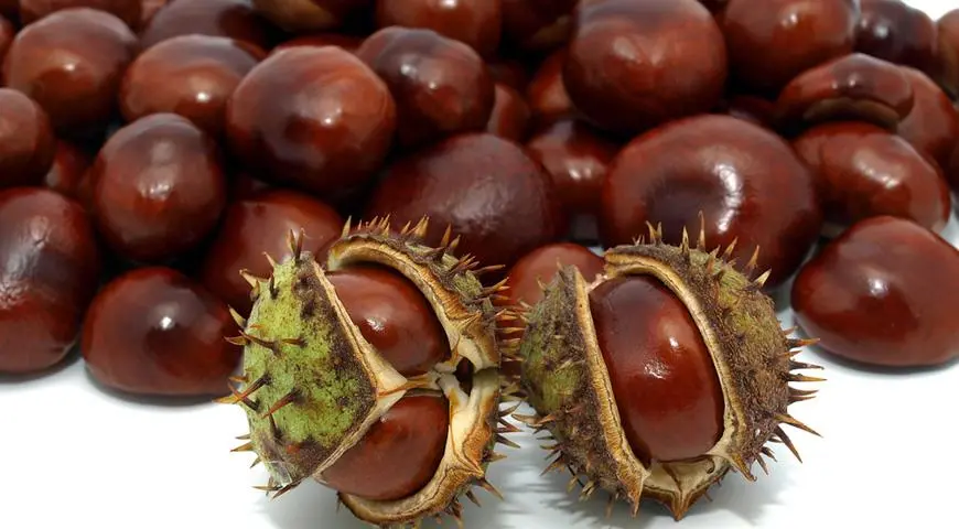 Chestnuts &#8211; description of nuts. Health benefits and harms