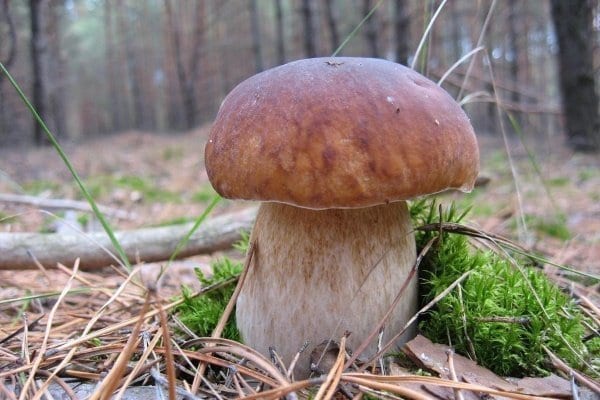 牛肝菌蘑菇–卡路里含量和化学成分