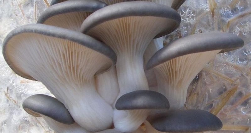 牡蠣蘑菇–卡路里含量和化學成分