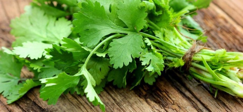 Cilantro (greens) &#8211; calorie content and chemical composition