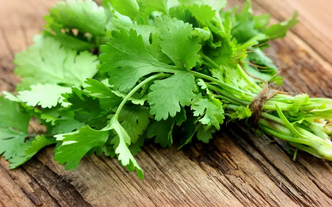 Calorie content Coriander (cilantro), leaves, dried. Chemical composition and nutritional value.