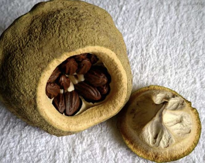 Brazil nut &#8211; description of the nut. Health benefits and harms