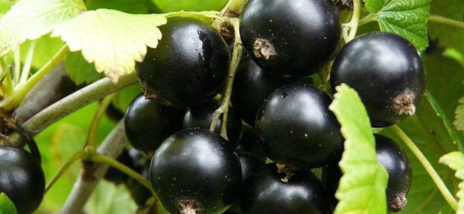 Grosella Negra: contingut en calories i composició química