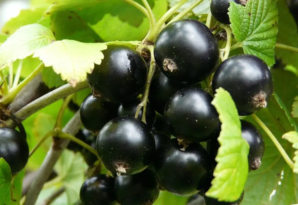 Black Currant &#8211; calorie content and chemical composition