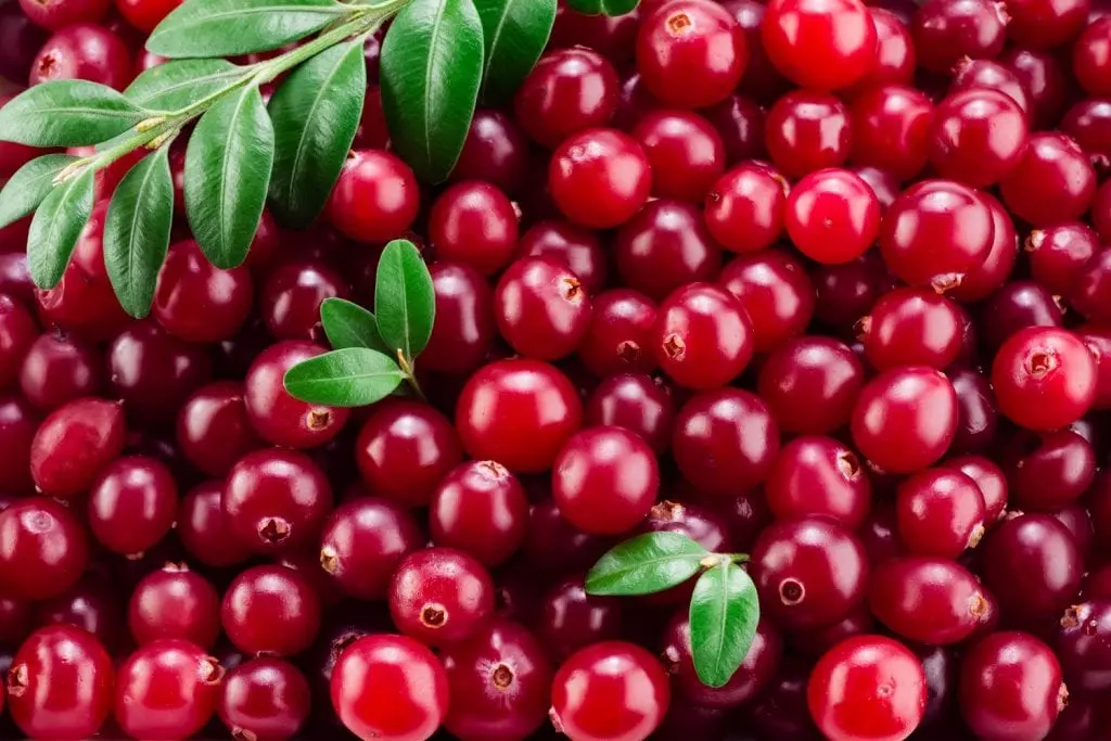 Cranberry &#8211; calorie content and chemical composition