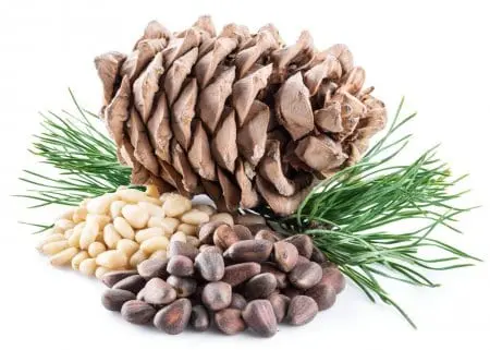 Pine nuts &#8211; description of the nut. Health benefits and harms