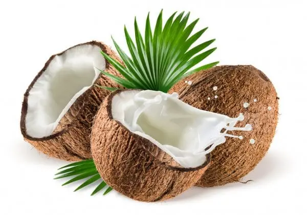 Coconut &#8211; description of the nut. Health benefits and Harms