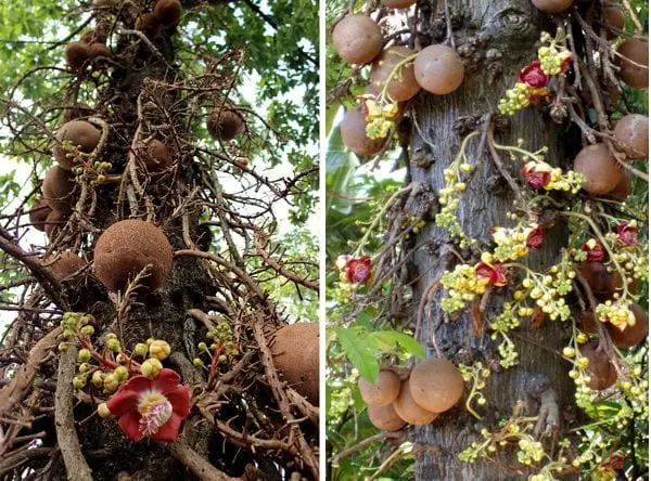 Brazil nut &#8211; description of the nut. Health benefits and harms