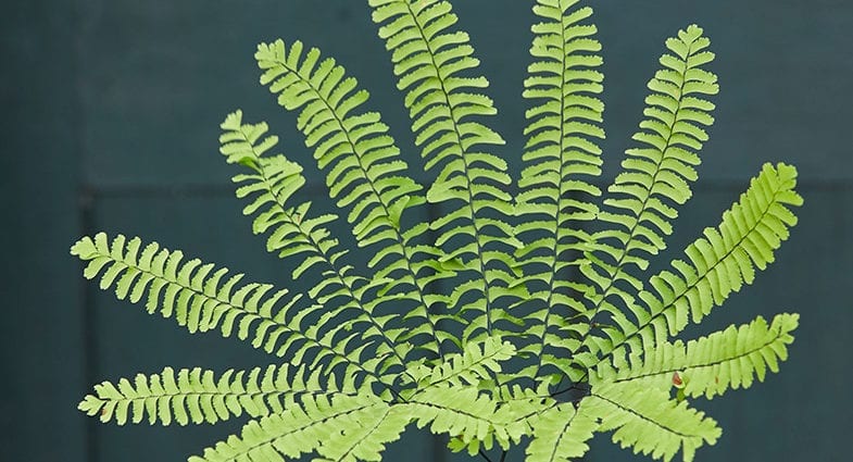 Fern &#8211; calorie content and chemical composition