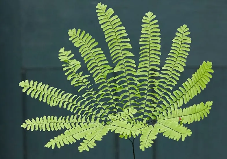 Fern &#8211; calorie content and chemical composition