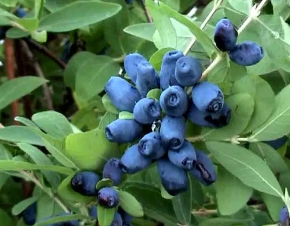 Honeysuckle &#8211; description of the spice. Health benefits and harms