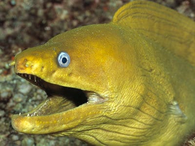 鳗鱼–卡路里含量和化学成分