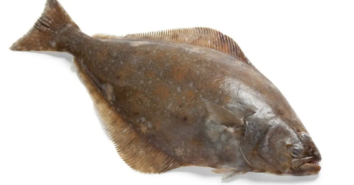 Halibut &#8211; calorie content and chemical composition