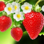 Berries calories and nutrients